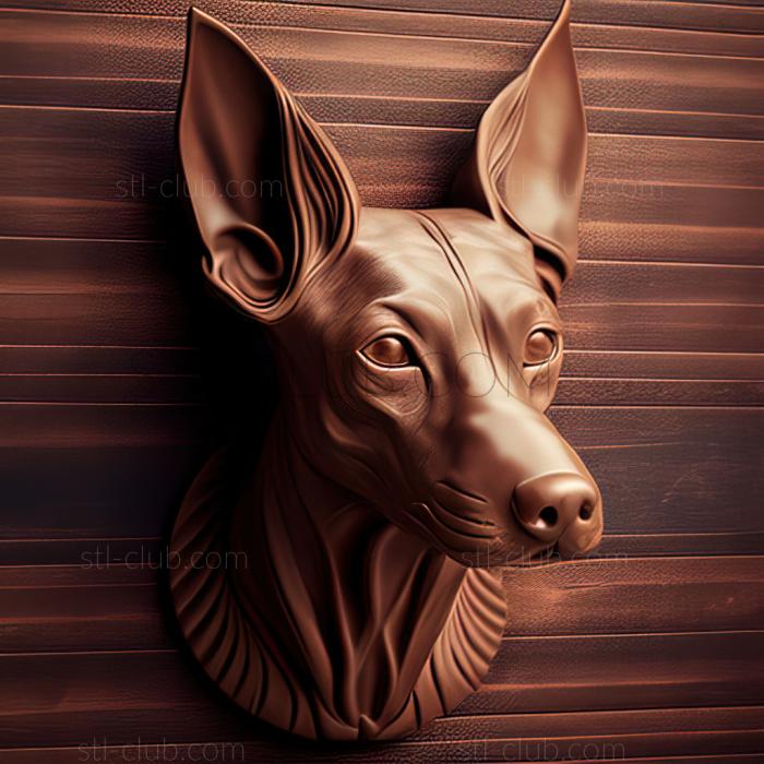 st Xoloitzcuintli dog